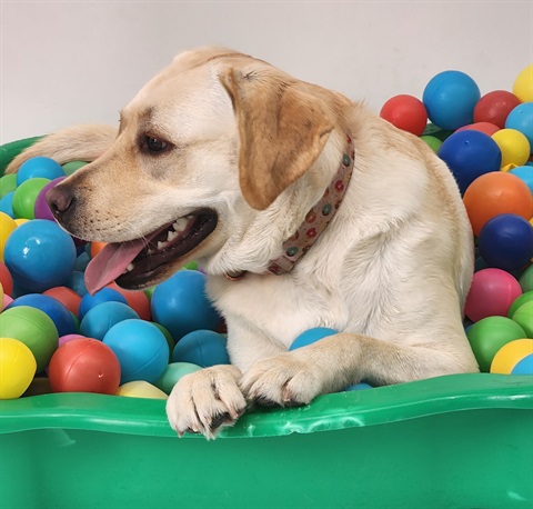 DogDaycareMelbourne